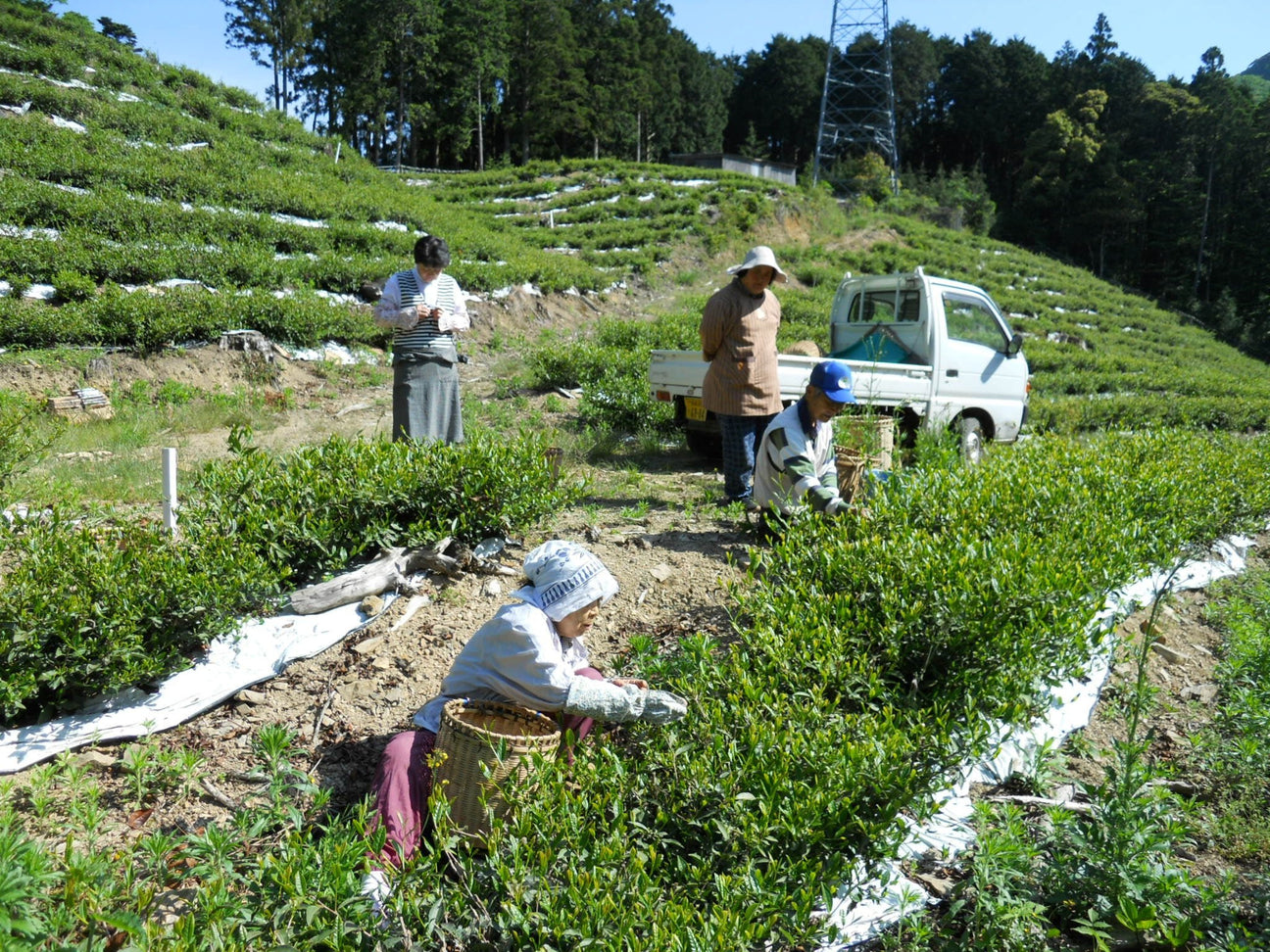 Oishi Tea Farm - yunomi-jp.pro