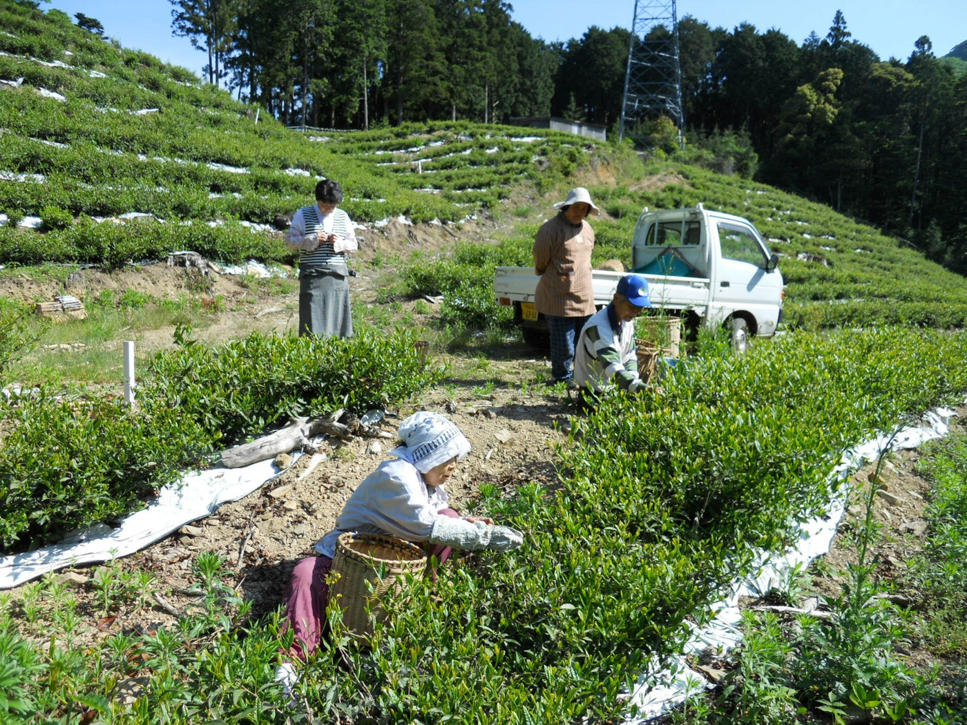 Oishi Tea Farm - yunomi-jp.pro