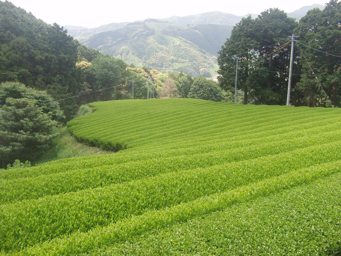Okada Tea Farm - yunomi-jp.pro