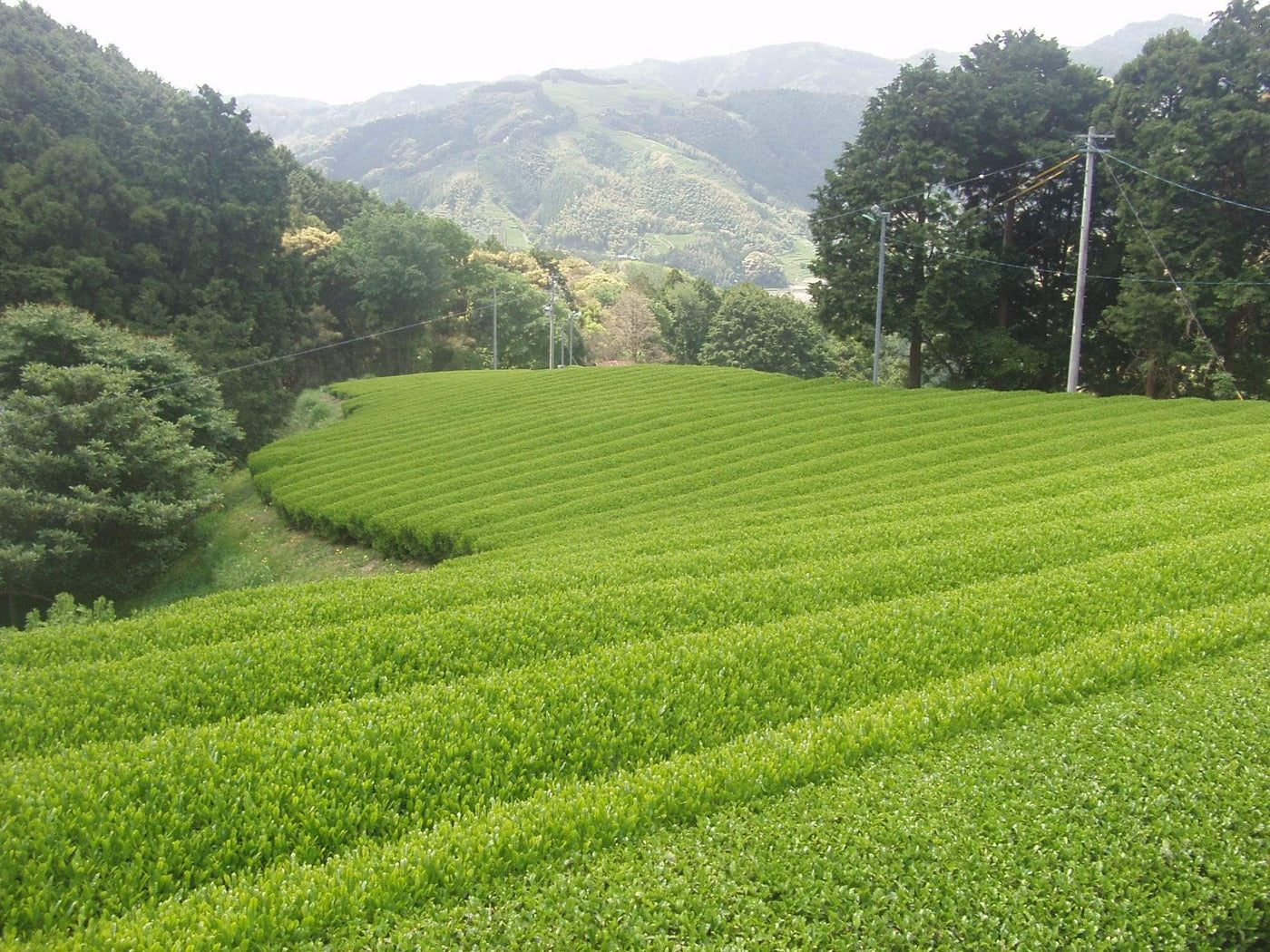 Okada Tea Farm - yunomi-jp.pro