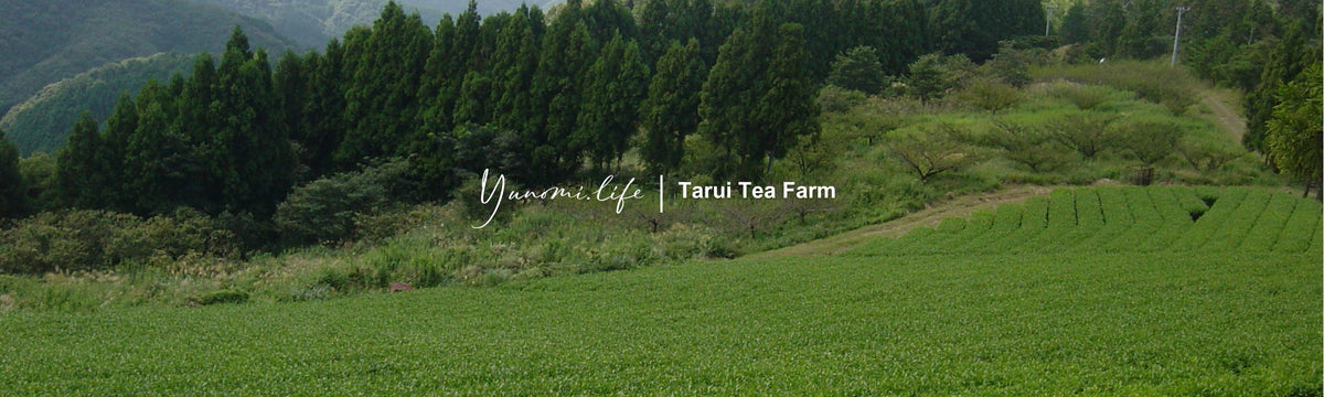Tarui Tea Farm: Organic Autumn Hojicha, Roasted Shizuoka Green Tea - yunomi-jp.pro