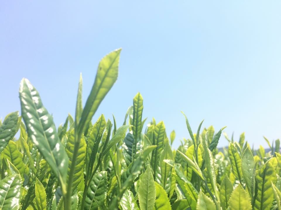 Tea Connoisseur Collection - Single Cultivar, Single Garden - yunomi-jp.pro