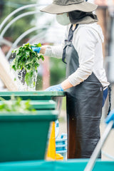 #0946.J1 Hiroko’s Herb Garden: Dried Bergamot Mint Herbal Tea Grown in Koga Village, Ibaraki, Japan