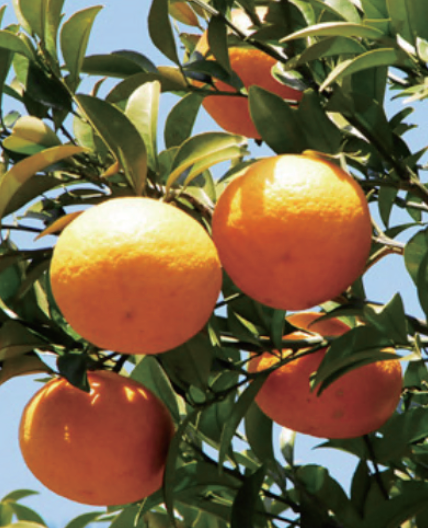 ティーブレイクソイキャンドル