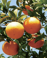 ティーブレイクソイキャンドル