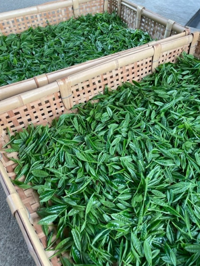 PREORDER available late May 🍵 2026 [Limited quantity] #0559.S2 2026 Limited Edition Temomicha Shincha (Kirari 31 Single Cultivar) - Handrolled Tea by Award-Winning, 15th Generation Master, Okutomi Masahiro