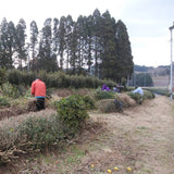 #1007.K2 Kawakami-san’s Makibi Kancha Winter Harvested, Firewood Roasted Green Tea