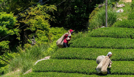idono tea garden - takao, minami yamashiro, kyoto, japan