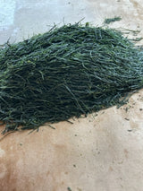 PREORDER available late May 🍵 2026 [Limited quantity] #0559.S2 2026 Limited Edition Temomicha Shincha (Kirari 31 Single Cultivar) - Handrolled Tea by Award-Winning, 15th Generation Master, Okutomi Masahiro