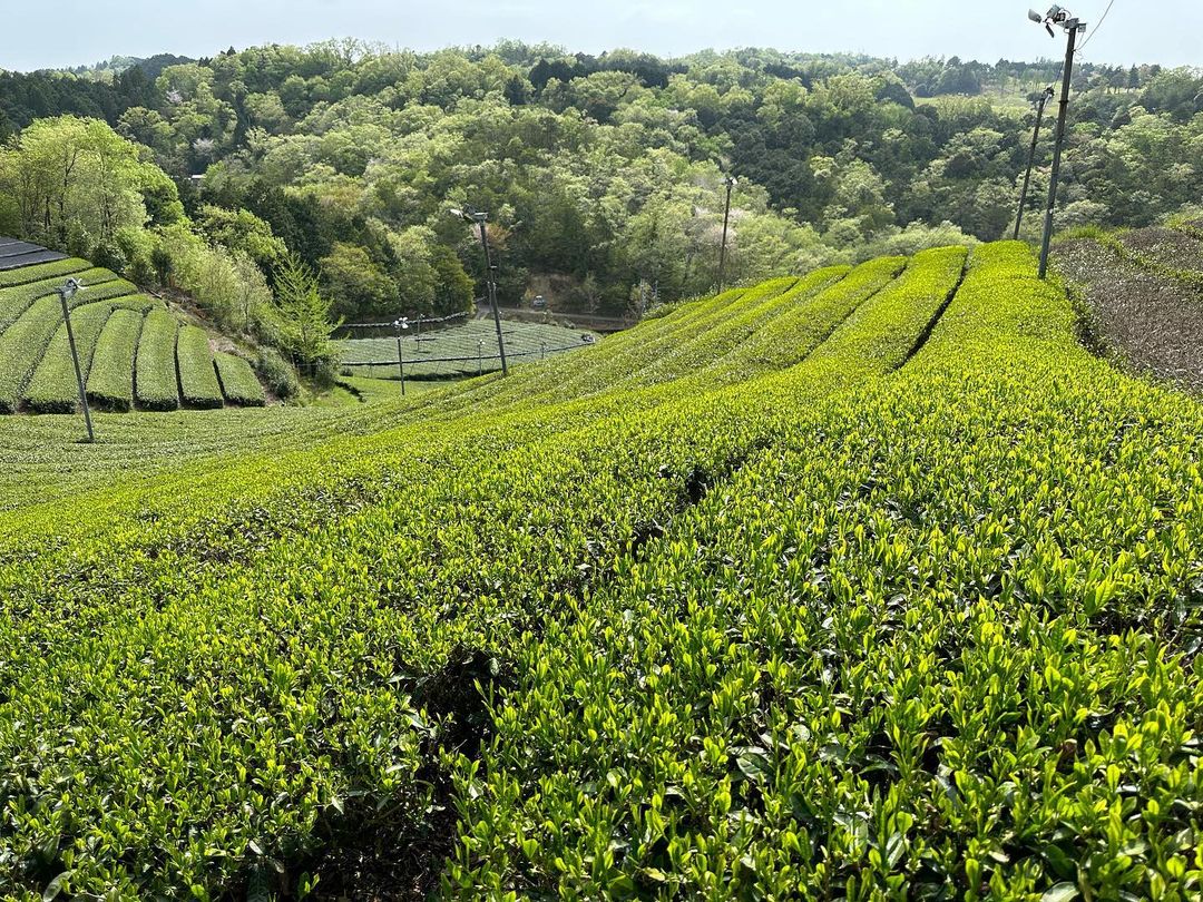 Idono #0838.K6 Idonoi Tea Garden: Naturally Grown Kyoto Spring Yabukita Banc ...