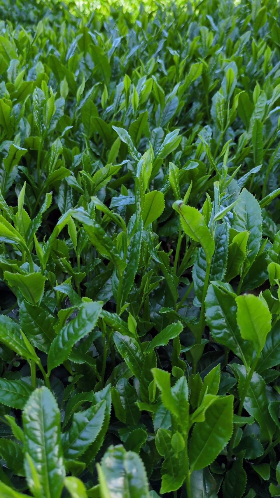 #0934 Tenocha - Naturally Grown Ureshino Hojicha Roasted Green Tea from Tea Farmer Shunsuke Nagao