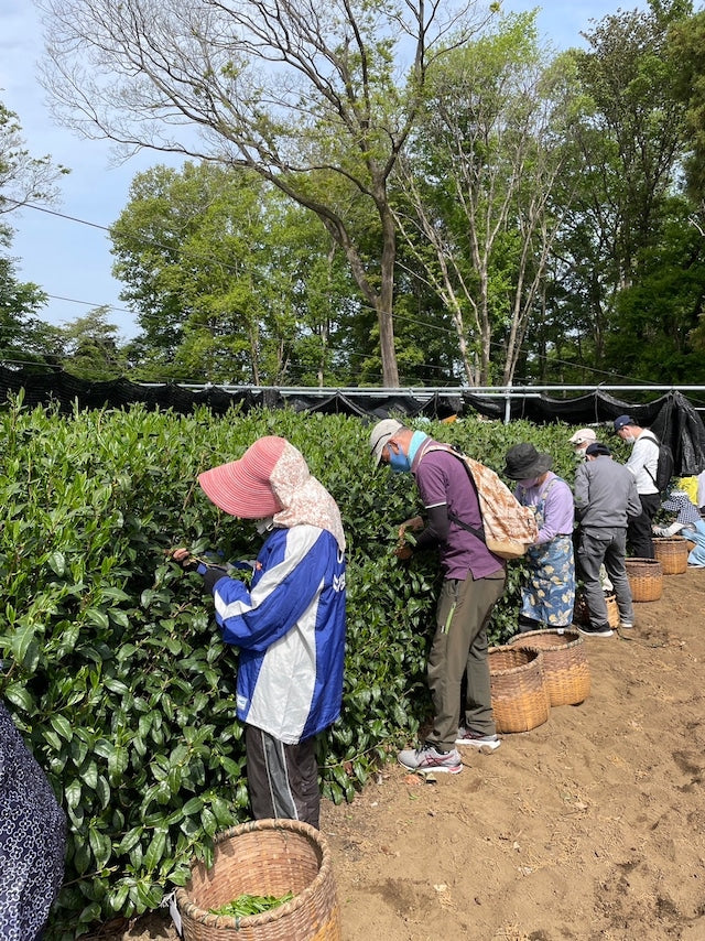 PREORDER available late May 🍵 2026 #0558.S2 - Handpicked Hatsuzumi Sayamacha Kirari 31, Single Cultivar by Award-Winning, 15th Generation Farmer, Okutomi Masahiro