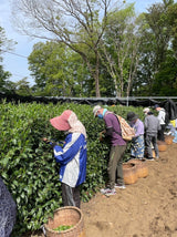 PREORDER available late May 🍵 2026 #0558.S2 - Handpicked Hatsuzumi Sayamacha Kirari 31, Single Cultivar by Award-Winning, 15th Generation Farmer, Okutomi Masahiro