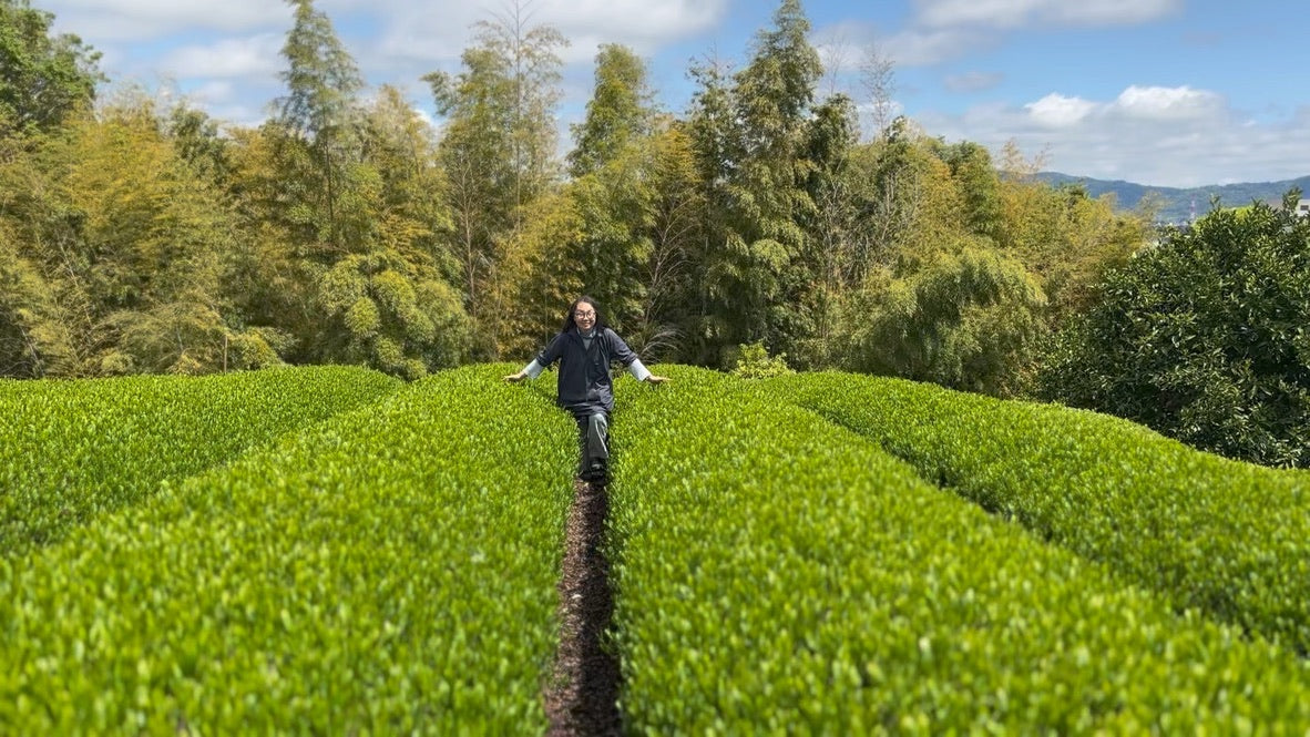 #0170.K3 Ashigaracha Labo: Ogikubo Sencha Yabukita Micro-lot (Odawara, Kanagawa)