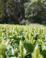PREORDER available late April 🍵 2026 #0328.K2 Iba Yu Tea Garden: Tanegashima Single Cultivar Sencha - Yume Midori (April harvest, micro batch, limited)