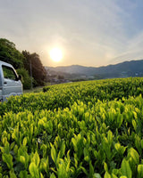 #0094.K6 Azuma Tea Garden: Kyoto Oolong Tea, Single Cultivar Asahi