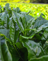 #0111.K6 Ipponmatsu - Naturally Grown Okumidori Cultivar Uji Matcha by Azuma Tea Garden, Standard Ceremonial Grade 一本松