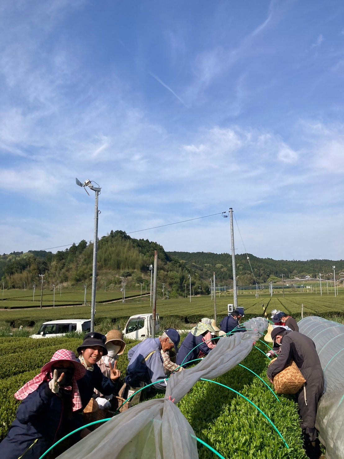 #0391.S5 ケインズティー：2024年4月 金谷秀峰 金谷秀峰 限定手揉み初摘み浅虫茶