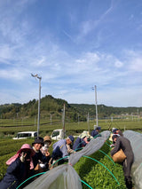 #0391.S5 ケインズティー：2024年4月 金谷秀峰 金谷秀峰 限定手揉み初摘み浅虫茶