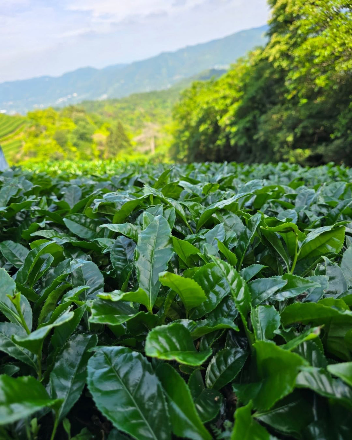 #0111.K6 Ipponmatsu - Naturally Grown Okumidori Cultivar Uji Matcha by Azuma Tea Garden, Standard Ceremonial Grade 一本松