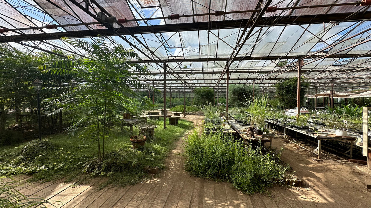 #0969.C1 大滝ハーブ園：スペアミント（千葉県産）