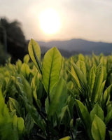 #0094.K6 Azuma Tea Garden: Kyoto Oolong Tea, Single Cultivar Asahi