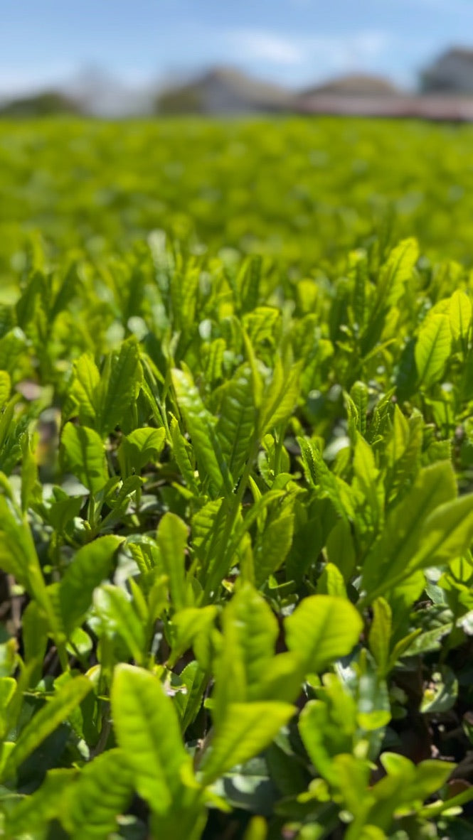 #0170.K3 Ashigaracha Labo: Ogikubo Sencha Yabukita Micro-lot (Odawara, Kanagawa)