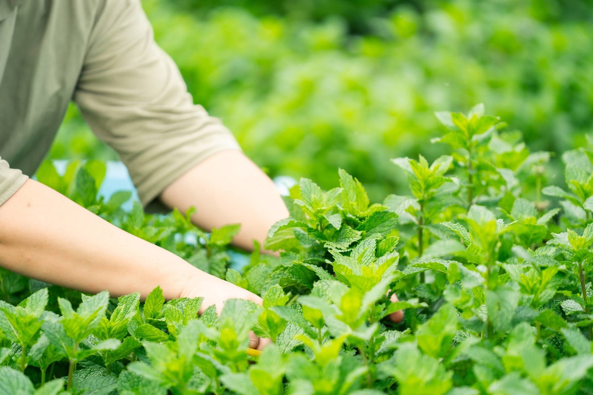 #0946.J1 Hiroko’s Herb Garden: Dried Bergamot Mint Herbal Tea Grown in Koga Village, Ibaraki, Japan