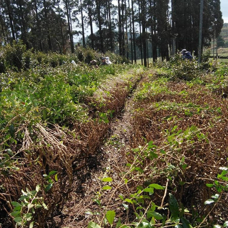 #1007.K2 Kawakami-san’s Makibi Kancha Winter Harvested, Firewood Roasted Green Tea