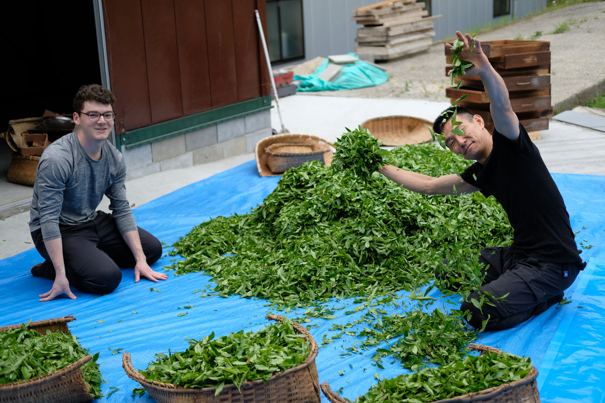 #0036.K6 Obubu: Hoji Wakocha Kyoto Black Tea