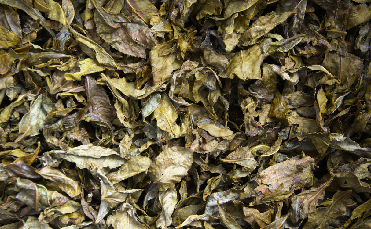 #0834.T2 Shishikui Kancha from Tokushima Prefecture - Handpicked by Farmer Akemi Ishimoto