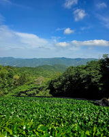 #0111.K6 Ipponmatsu - Naturally Grown Okumidori Cultivar Uji Matcha by Azuma Tea Garden, Standard Ceremonial Grade 一本松