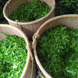 Teal leaf hand picking Kuma Tea Garden: Yamecha Saemidori Heritage Grade Gyokuro Tenkaichi - 71st All Japan Tea Competition Grand Prize Winning Garden - yunomi-jp.pro 