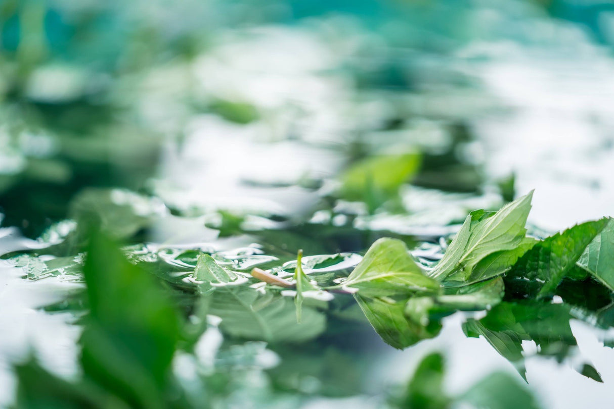 #0946.J1 Hiroko’s Herb Garden: Dried Bergamot Mint Herbal Tea Grown in Koga Village, Ibaraki, Japan