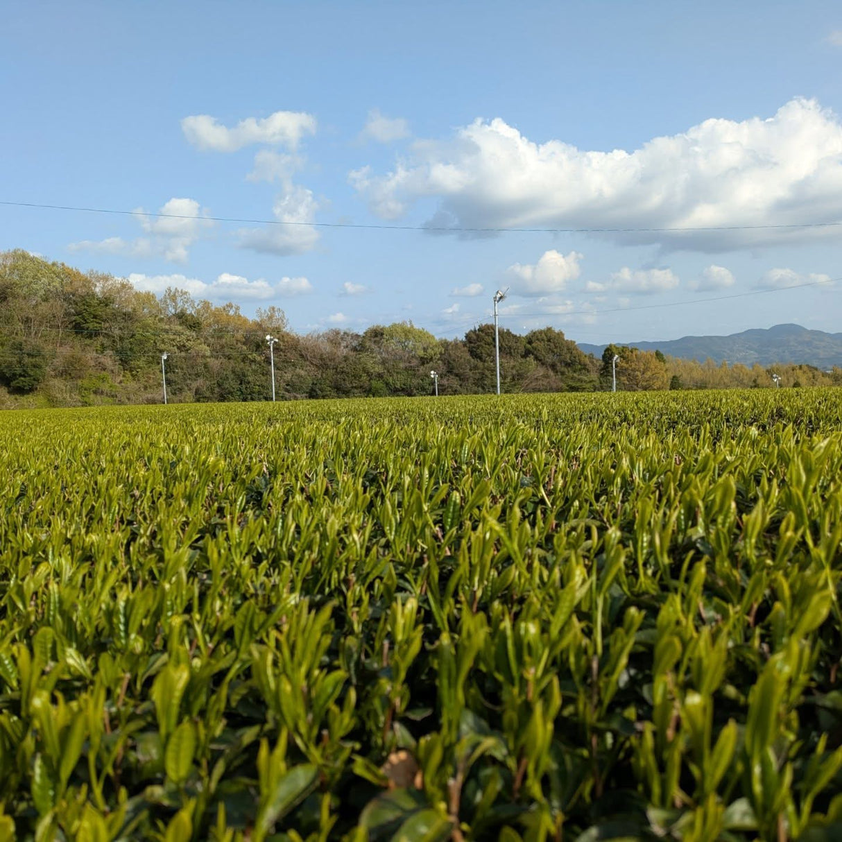 #0434.F2 球磨茶園 FK031: さえみどり御料山八女煎茶 奥八女上陽茶さえみどり
