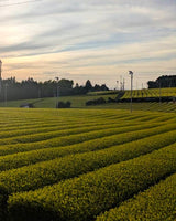 #0934 Tenocha - Naturally Grown Ureshino Hojicha Roasted Green Tea from Tea Farmer Shunsuke Nagao