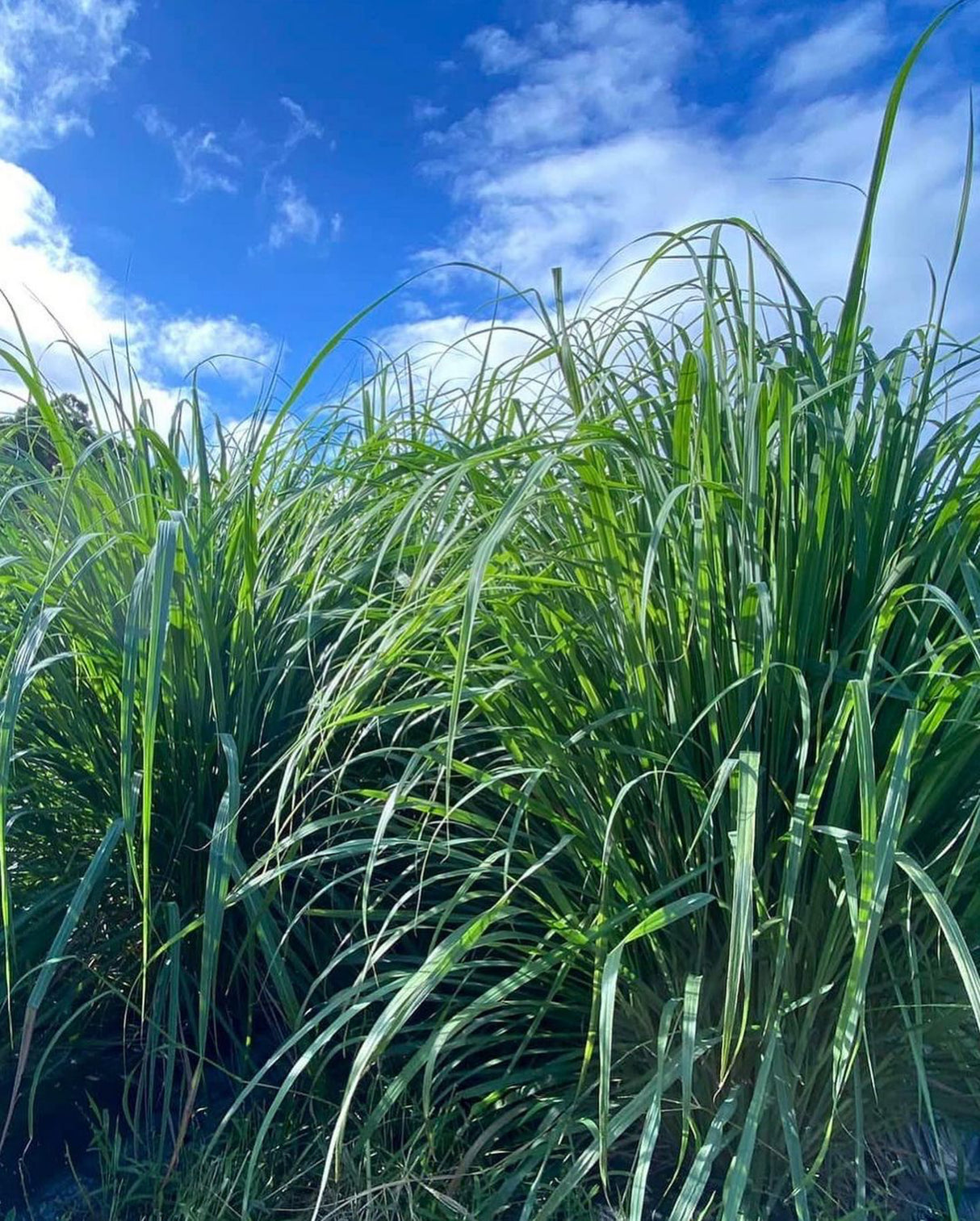 #0353.K5 かじはら茶園 #04 自家製レモングラスと釜炒り茶のハーブティー