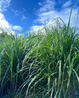 #0353.K5 かじはら茶園 #04 自家製レモングラスと釜炒り茶のハーブティー