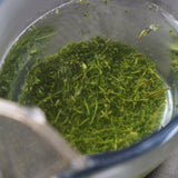 #0297.K2古市製茶：#09 知覧村産有機煎茶 ゴールドラベル 知覧茶 有機栽培茶『金印』