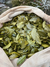 #0834.T2 Shishikui Kancha from Tokushima Prefecture - Handpicked by Farmer Akemi Ishimoto