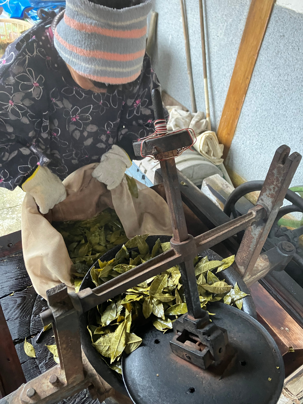 #0834.T2 Shishikui Kancha from Tokushima Prefecture - Handpicked by Farmer Akemi Ishimoto