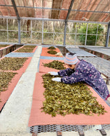 #0834.T2 Shishikui Kancha from Tokushima Prefecture - Handpicked by Farmer Akemi Ishimoto