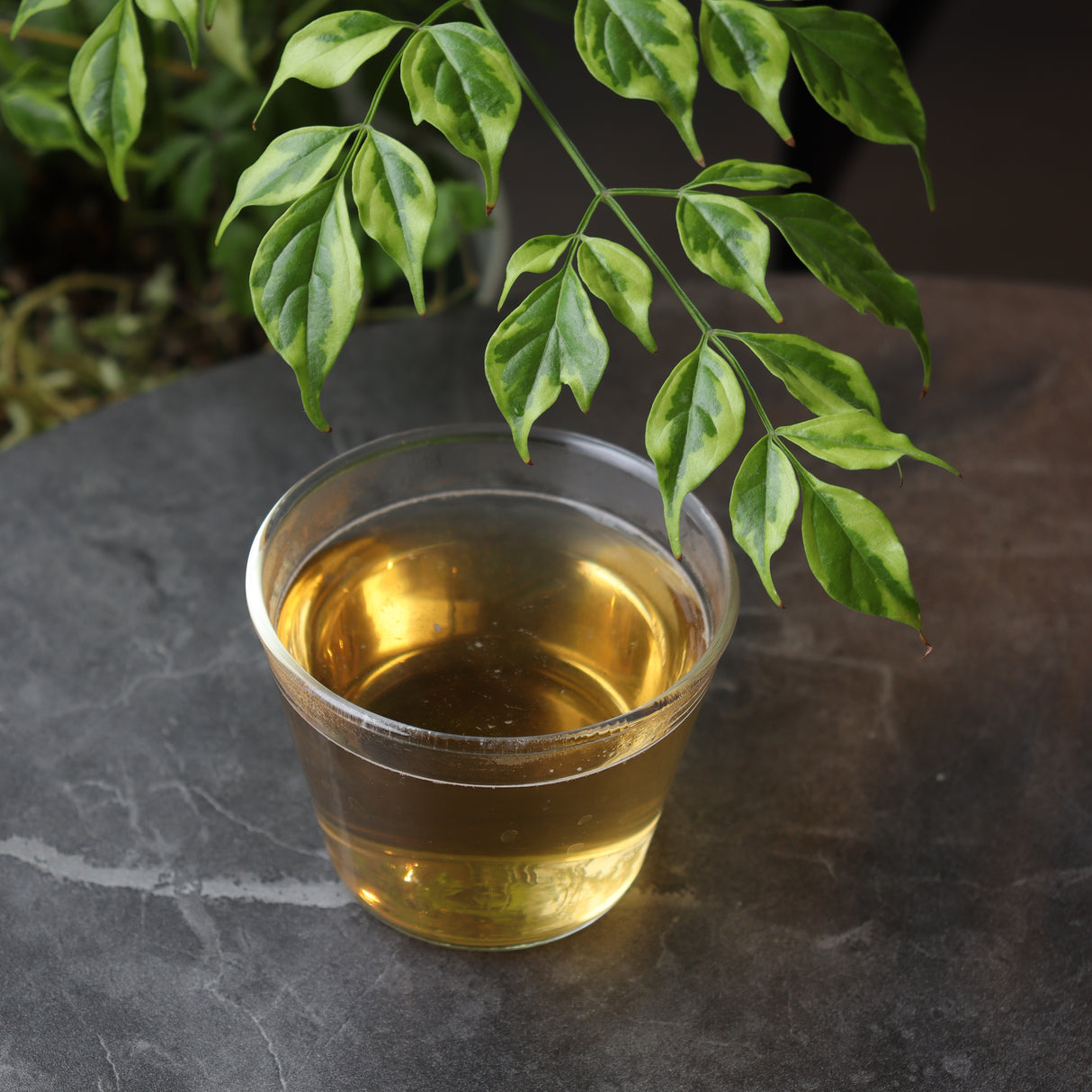 #0210.S5 Dobashien Tea #17: Kakegawa Series: Imperial Shizuoka Hojicha Roasted Green Tea Leaf Stems 極上ほうじ茶