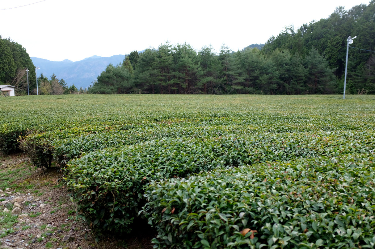 #1057.G1 Nitta Tea Factory: Premium Hojicha