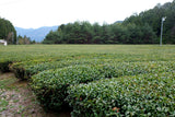 #1057.G1 Nitta Tea Factory: Premium Hojicha