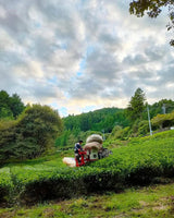 atsumi ryota harvesting tea, tenryu, shizuoka
