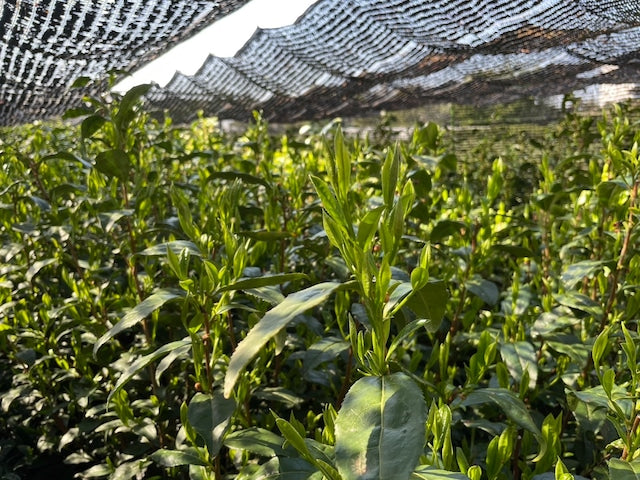 PREORDER available late May 🍵 2026 #0558.S2 - Handpicked Hatsuzumi Sayamacha Kirari 31, Single Cultivar by Award-Winning, 15th Generation Farmer, Okutomi Masahiro