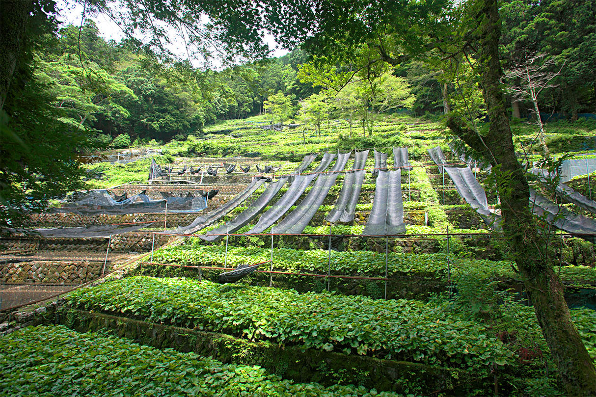 亀屋食品：産地直送わさび茶漬け