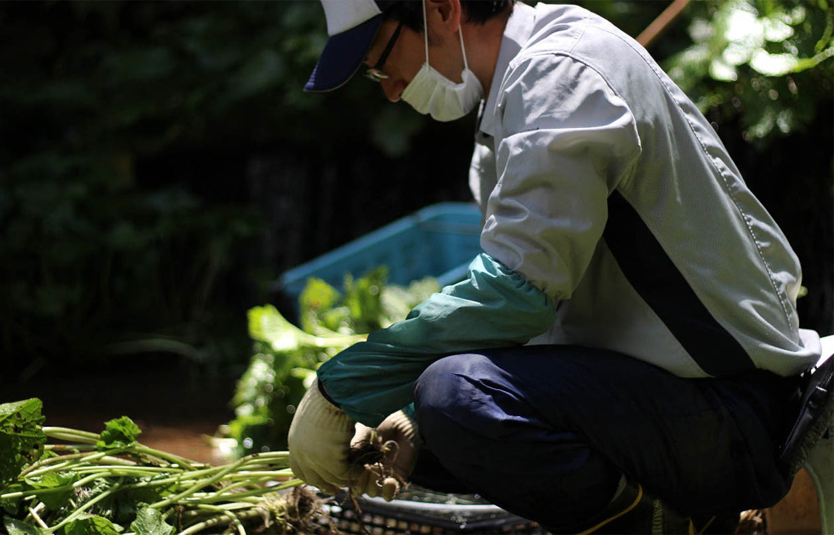 亀屋食品：産地直送わさび茶漬け