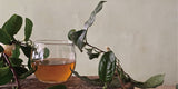 #0602.E1 Ishizuchi Kurocha - Fermented Dark Tea from Ehime Prefecture - EH001